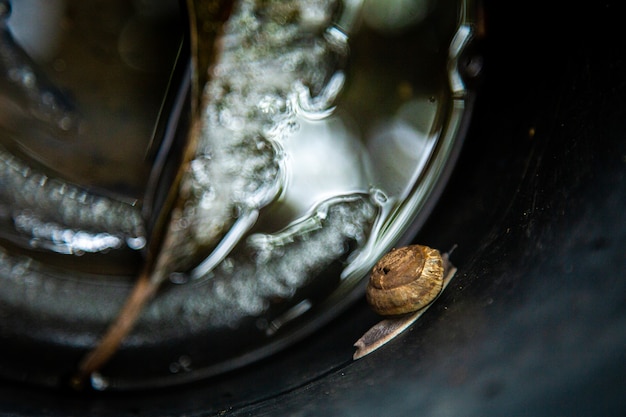 Foto slakken in het bassin