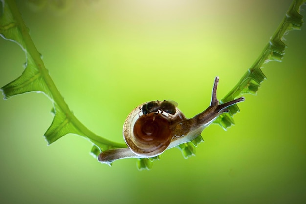 Slakken op blad in tropische tuin