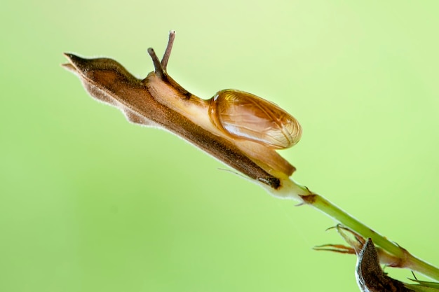 Slakken op blad in tropische tuin