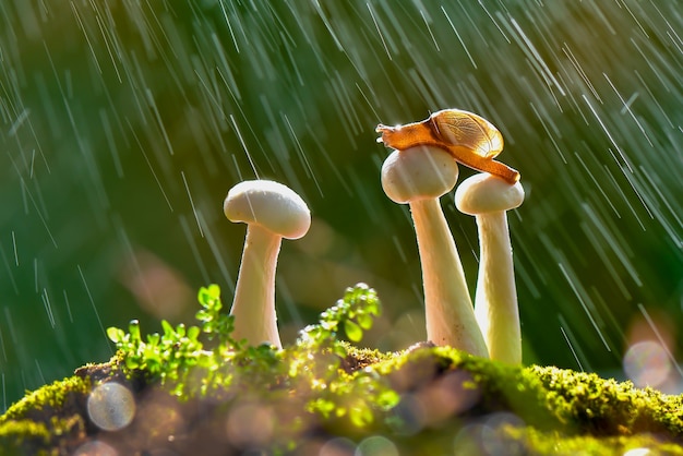 Slakken op paddenstoelen als het regent