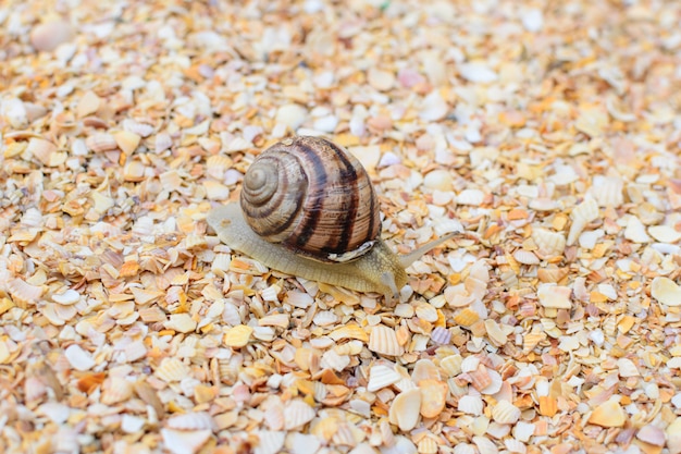 Slakken van druif van insecten