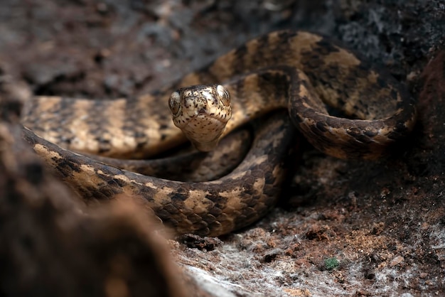 Slakkenetende slang in een boomstam