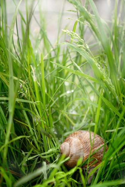 Slakkenhuis verstopt in groen gras aan de oever van het meer