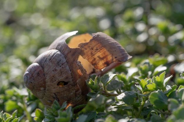 Slakshell op groene grasachtergrond