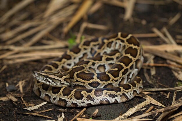 Slang Birmese Python molurus bivittatus