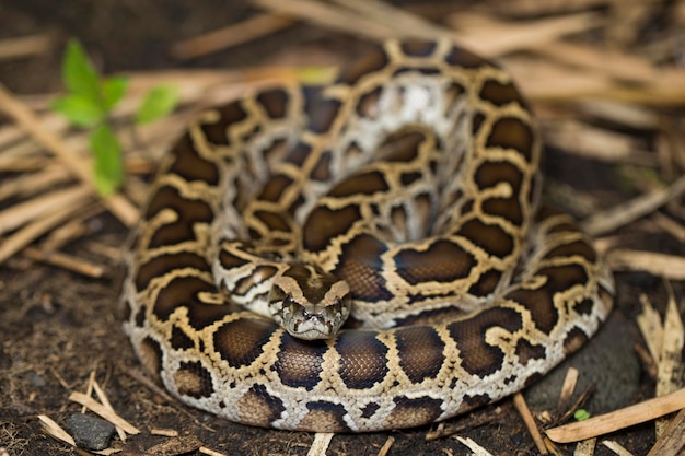 Slang Birmese Python molurus bivittatus