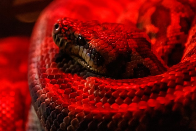 Slangen kusttapijt python Morelia spilota mcdowelli