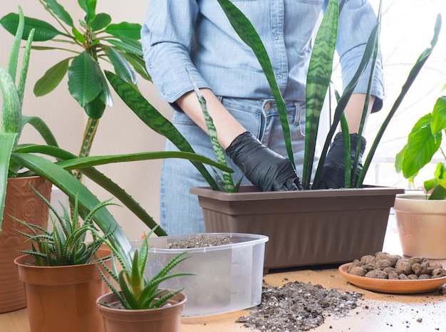 Slangenplant of Sansevieria kamerplant overplanten Thuis tuinieren groen concept