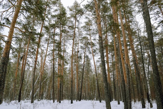 Slanke boomstammen van pijnbomen in het winterbos