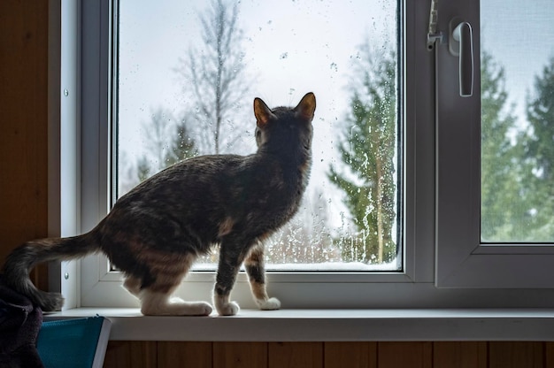 Slanke kat zit op de vensterbank en kijkt nieuwsgierig uit het raam met regendruppels op glas