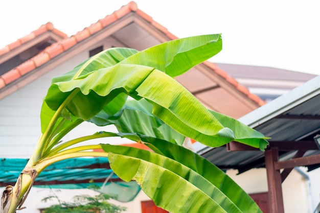 A slanting banana tree, with a roof in the background.