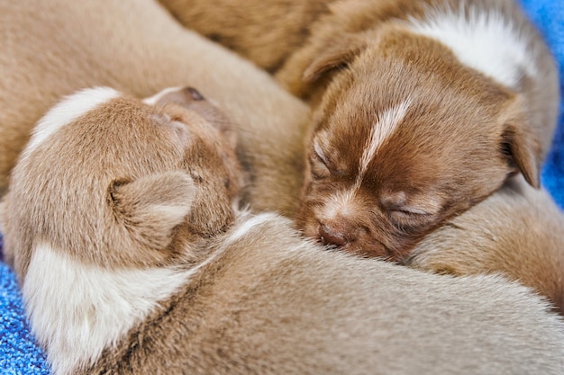 Slapende Chihuahua-puppy's in de mand