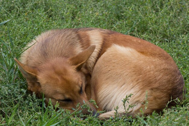 Slapende dakloze hond - bedelaar in gras, close-up