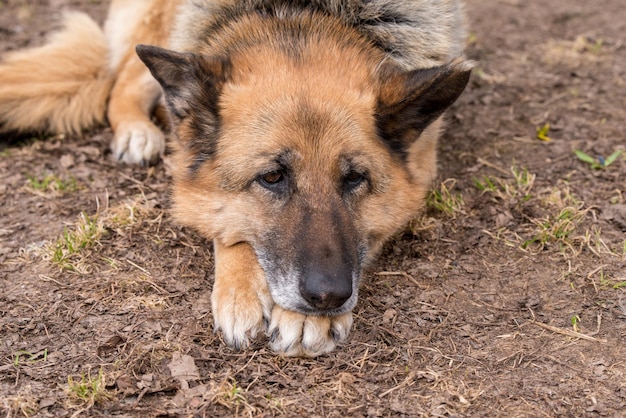 Slapende Duitse herdershond buiten op de grond