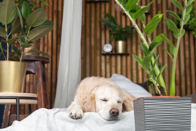 Slapende golden retriever puur ras puppy hondje op vacht en kussens op bed in huis of hotel. Scandinavische stijl met groene planten woonkamer interieur in art deco appartement. Huisdierenvriendelijk concept.