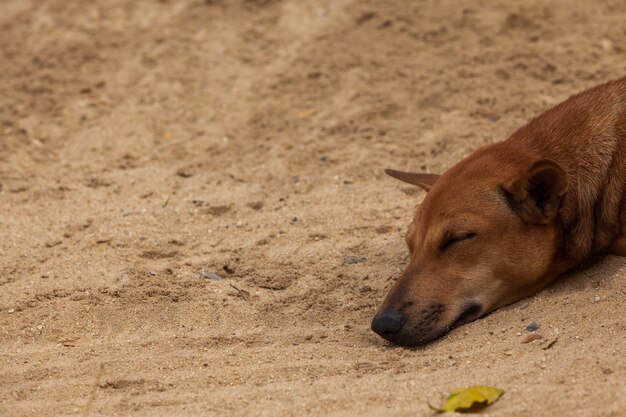 Slapende hond