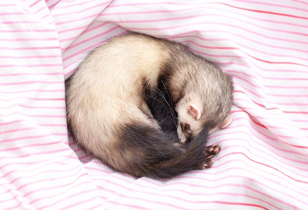 Slapende huisdier fret. Zoete dromen van dieren. Bunzing in bed.