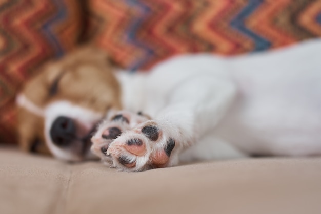 Slapende jack russel terrier-hond op bank