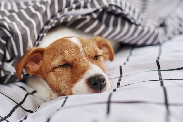 Slapende jack russell terrier-hond onder deken in bed