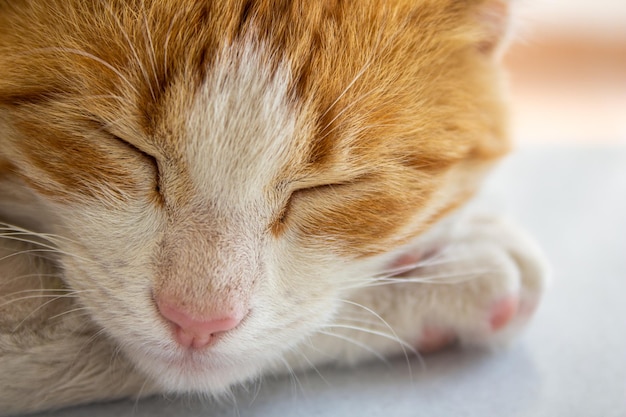 Slapende kat. Close-upportret van oranje kat.