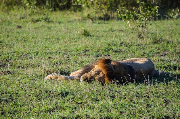 Slapende leeuw in de savanne Masai Mara National PARk Kenia Afrika