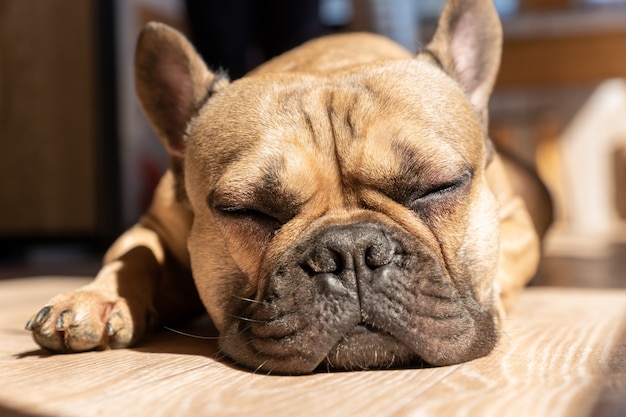 Slapende schattige bruine Franse bulldog ging op poten op een vloer liggen