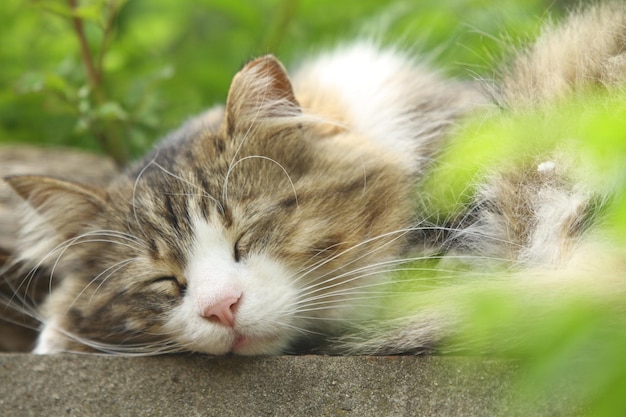 Slapende schattige kat aan de muur