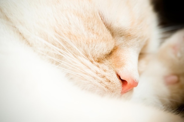 slapende witte kat met een roze neus close-up