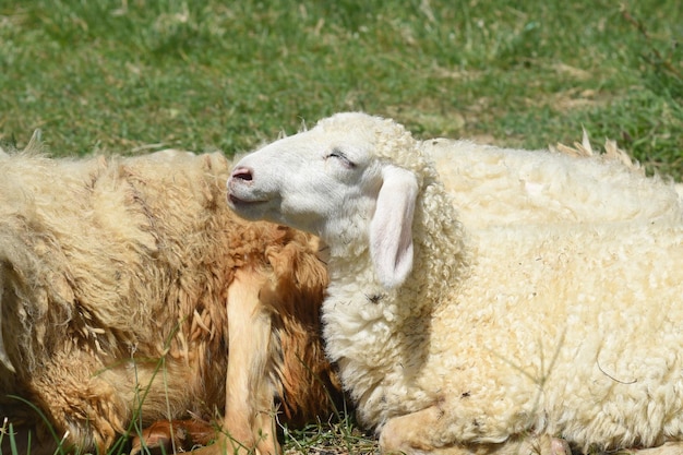 Slaperig schaap doet een dutje op een zonnige dag