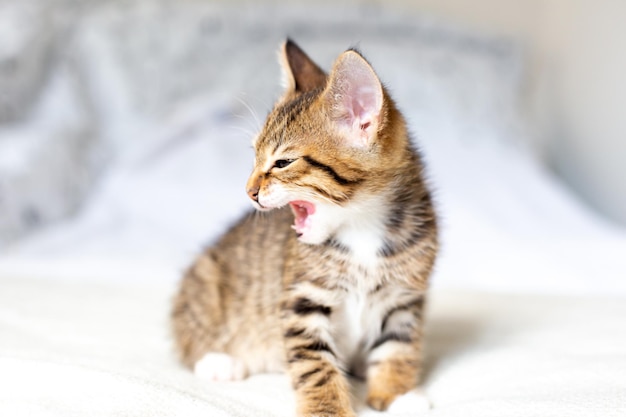 Slaperig schattig kitten zittend en schreeuwend op wit bed thuis