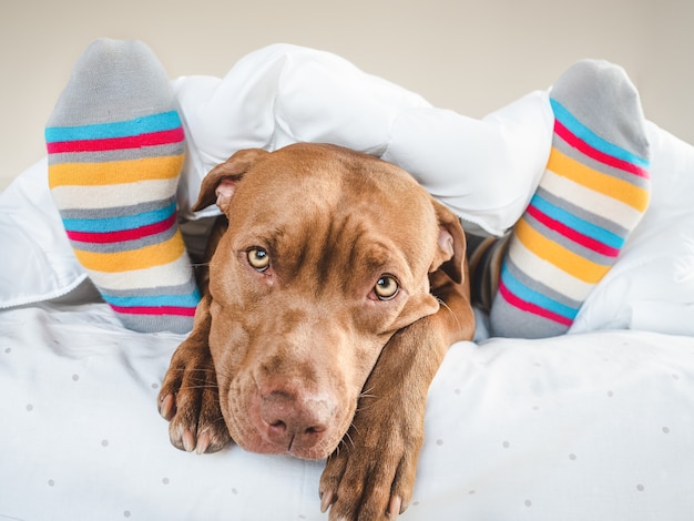 Slaperige bruine puppy in het bed naast kleurrijke sokken