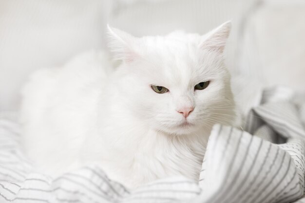 Slaperige jonge witte gemengde rassenkat op lichtgrijze plaid in eigentijdse slaapkamer. Huisdier verwarmt op deken bij koud winterweer. Huisdiervriendelijk en zorgconcept.