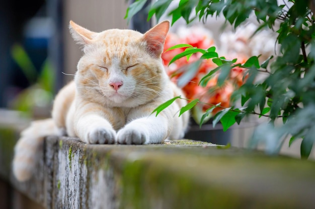 Slaperige kat Kattenzitting op het hek Vermoeide kat, zittend op een hek