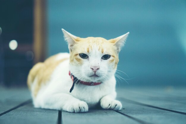 slaperige kat op houten grond