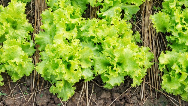 slaplant in de moestuin.