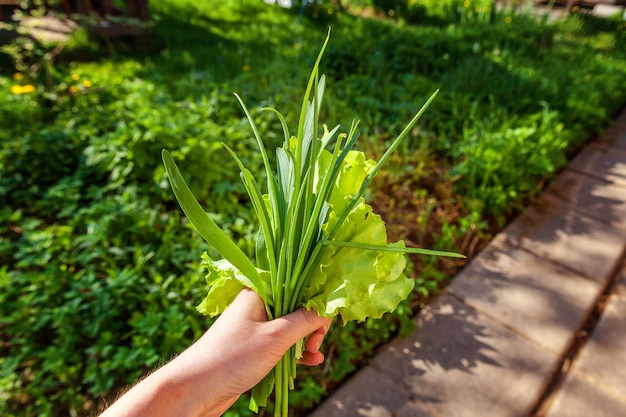 Slasalade en uibladeren onder regendruppels close-up van landbouwershand die verse slabladeren houden tegen achtergrond van vage greens organisch gezondheidsvoedsel veganistisch organisch vegetarisch dieetconcept