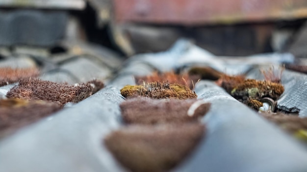 Slate red moss on the roof close up