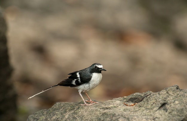 Slaty-backed forktail