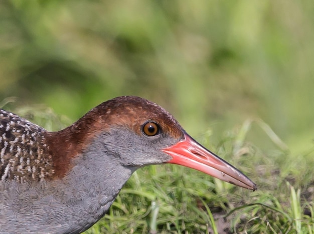 Foto slatybreasted rail gallirallus striatus