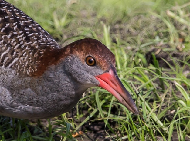 Slatybreasted Rail Gallirallus striatus