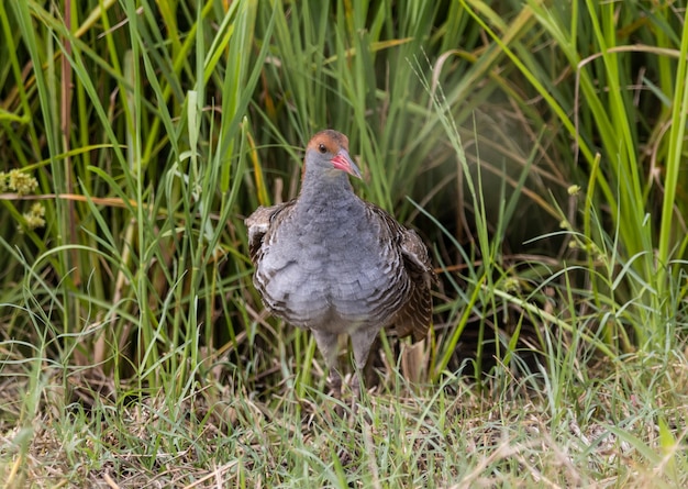 지상의 Slatybreasted Rail 클로즈업 샷