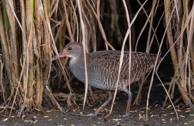 Slatybreasted Rail