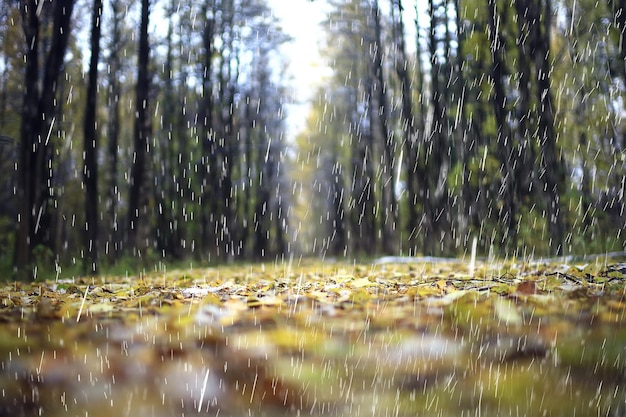 slecht weer regen wind, herfst concept achtergrond