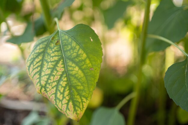 Slechte oogst van zonnebloemdroogte