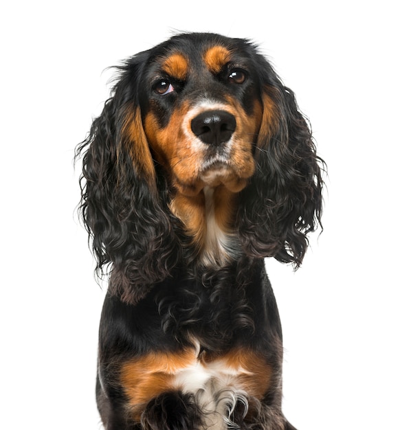 Slechtgehumeurd Engelse Cocker Spaniel, geïsoleerd op wit