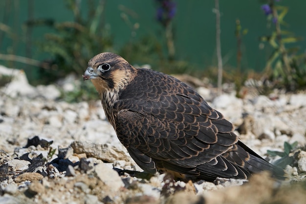 Slechtvalk Falco peregrinus Juveniel