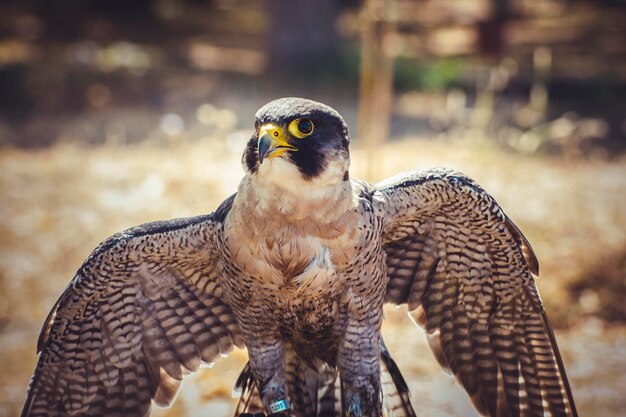 slechtvalk met open vleugels, vogel met hoge snelheid