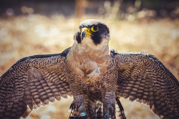 slechtvalk met open vleugels, vogel met hoge snelheid