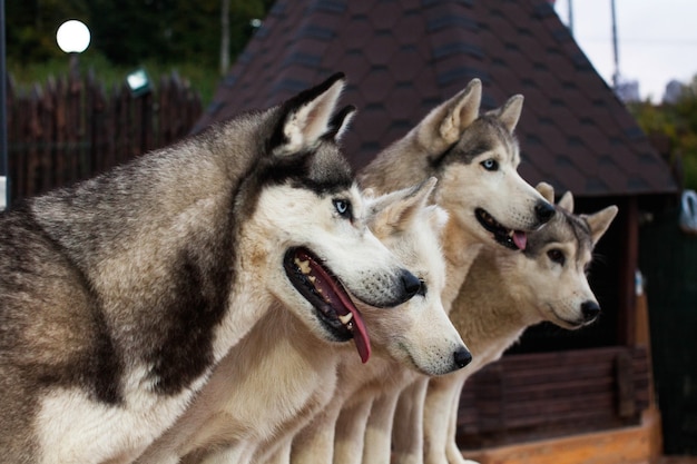 Sled dog husky sits surrounded by other dogs