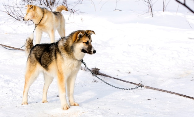 Cucciolo di cane da slitta siberian husky